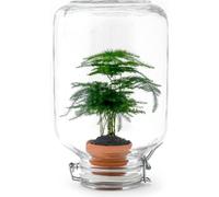 Easyplant - Asperges - Mini-Ecosystème