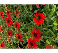 Echinacea sombrero 'Flamenco Orange' - Lot de 6 - Pot 9x9 cm