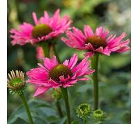 Échinacée SunSeekers Purple - Rudbeckie | Plantes vivaces d'extérieur prêtes pour le jardin