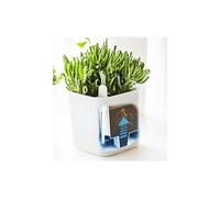 Cache-pot EDEN, largeur : 160 mm, blanc