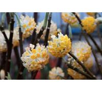 Edgeworthia chrysantha 'Grandiflora' - Papier japonais - 40-50 cm - Topf