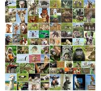 Edition Colibri 100 ANIMAUX: Lot de 100 cartes postales animaux avec 100 motifs différents idéal pour les collectionneurs,