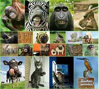 Edition Colibri ANIMAUX drôles III: Ensemble de 20 cartes postales avec des animaux coquins et drôles, toutes différentes cartes postales au format 14,8 x 10,5 cm de