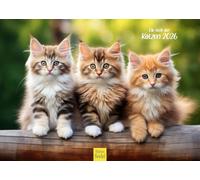 Edition Seidel Calendrier 2026 de qualité supérieure - Format A3 - Calendrier mural - Calendrier mural - Calendrier pour animaux de compagnie - Chatons - Chatons