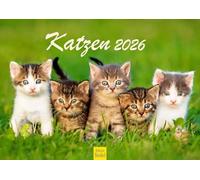 Edition Seidel Calendrier mural 2026 de qualité supérieure - Format A3 - Calendrier mural - Chat - Chat - Chatons - Animaux domestiques