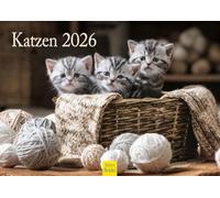 Edition Seidel Calendrier mural 2026 de qualité supérieure - Format A4 - Motif chats - Animaux de compagnie - Chatons - Chat - Chaton - Enfants