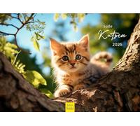 Edition Seidel Calendrier mural 2026 de qualité supérieure - Format A4 - Motif chats - Animaux de compagnie - Chatons - Chatons - Chatons - Enfants et bébés chats