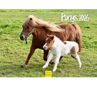 Edition Seidel Calendrier mural 2026 de qualité supérieure - Format A4 - Motif chevaux - Animaux - Poulain - Jument - Étalon - Poney