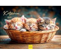 Edition Seidel Calendrier mural 2026 de qualité supérieure - Format DIN A3 - Calendrier mural - Pour animaux de compagnie, chats, chatons, chatons, chatons, chatons