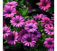 EgBert 30Pcs African Blue Eyed Daisy Graines Osteospermum Graines Mix Couleur Fleur