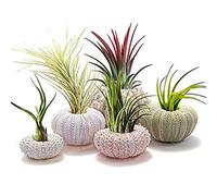 Ejoyous 5 Morceaux de Support de Plantes Aériennes, Conque Décorant la Plante D'air Suspendue avec Trou de Drainel à L'intérieur des Couvertures Extérieures Balcons (ensemble de 4 pièces)