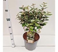 Elaeagnus ebbingei 'Compacta' - Olivier de l'Hiver | 50-60 cm en pot