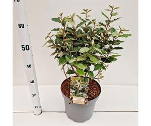 Elaeagnus ebbingei 'Compacta' - Olivier de l'Hiver | 50-60 cm en pot