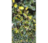 Elaeagnus pungens 'Maculata aurea' / Chalef panaché