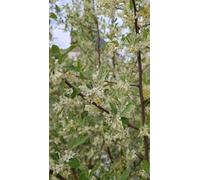Elaeagnus umbellata / Chalef d'automne