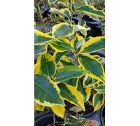 Elaeagnus x ebbingei 'Gilt Edge' / Chalef panaché