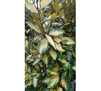 Elaeagnus x ebbingei 'Limelight' / Chalef panaché