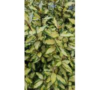 Elaeagnus x ebbingei Maryline® 'abrela'/ Chalef panaché