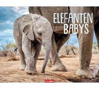Elefantenbabys Kalender 2027: Tierisch-süße Dickhäuter im Jahres-Wandkalender 2027. Lustige Momentaufnahmen von niedlichen Jung-Elefanten. Ein Tierkinder-Fotokalender im Querformat 44 x 34 cm