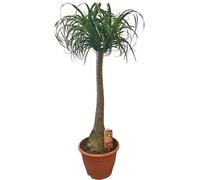 Elefantenfuß, environ 160 cm. Beaucarnea recurvata, également appelé arbre à bouteille ou palme d'intérieur. Plante d'intérieur