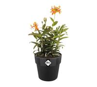 elho® b.for Cache-pot Original Noir Ø 22 cm - plastique