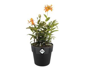 elho® b.for Cache-pot Original Noir Ø 22 cm - plastique