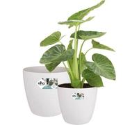 Elho Lot De 2 Pots De Fleur Rond À Roulettes Brussels - Ø35 X H33 Cm Et Ø39 X H36,5 Cm - 55 L - Blanc Blanc