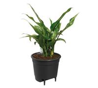 Elho Self-Watering Insert 33 - Accessoires pour Intérieur - Plastique 100% recyclé - Ø 33.3 x H 30.7 cm - Noir/Living Noir