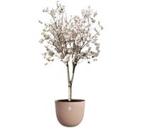 Elho Pot de fleurs Sereh Rond 47 - 100% plastique recyclé, Marron Ø47×H40 cm, résistant au gel