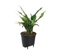 Système d'arrosage automatique Insert Elho 28 cm