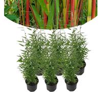 Elzusha - Bambou Fargesia, résistant à l'hiver - Lot de 6 plants, diamètre du pot : 14 cm