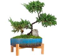 Elzusha - Pot en céramique pour bonsaï avec système de drainage - 29 cm, glaçure bleue