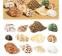 EnixwH 12 Pièces Coquillage Decoration Coquilles Saint Jacques Decoration Aquarium pour Faire des Bijoux Bricolage à Domicile Vase Remplissage Plage Thème Fête Mariage Travaux Manuels