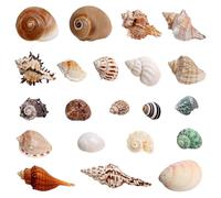 EnixwH 21 Pièces Coquillage Decoration Coquilles Saint Jacques Decoration Aquarium pour Faire des Bijoux Bricolage à Domicile Vase Remplissage Plage Thème Fête Mariage Travaux Manuels