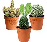 Ensemble Cactus et Plantes Grasses Naturelles GardenersDream - Assortiment de 3 Plantes Succulentes Naturelles - Idéal pour Maisons et Bureaux