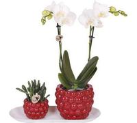 Ensemble composé d'une orchidée blanche et d'un rhipsalis sur un plateau en