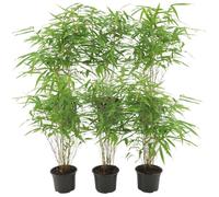 Ensemble de 6 plants de bambou Fargesia Rufa