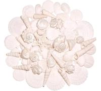 Ensemble de coquillages marins mélangés blanc argenté 2,5-6,5 cm de tailles variées Coquillages naturels et étoiles de mer pour bricolage, remplissage de vase, aquarium, décoration intérieure