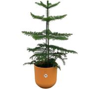 Ensemble de plantes d'intérieur « Araucaria » dans un pot Elho Jazz Round Ambra jaune, Ø 19 - 60 cm