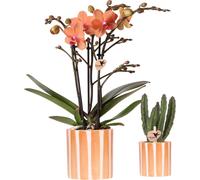 Ensemble de plantes : orchidée Phalaenopsis orange « Bolzano » et plante