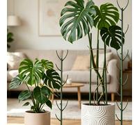 Ensemble de support pour plante Monstera, 5 tuteurs de support et 1 rouleau de liens, 10 tuteurs de support et 2 rouleaux de liens, tuteurs hauts empilables avec liens, spécialement conçus pour souten