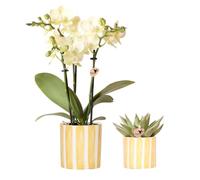 Ensemble d'orchidée mexicaine jaune et succulente dans un pot décoratif à rayures peintes - Taille du pot Ø 9 cm & Ø 6 cm - Plante d'intérieur - Fraîcheur de cultivateur