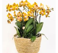 Ensemble d'orchidées orange dans un panier en coton - 3 orchidées Las Vegas