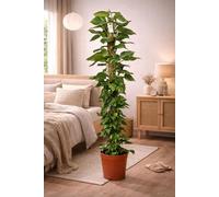 Epipremnum Aureum Efeutute sur tige de mousse 160cm - plante d'intérieur, plante grimpante, plante suspendue, facile d'entretien en pot Ø27cm