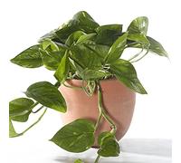 Epipremnum Aureum - Lierre du diable | Plante en panier suspendu | Plante de maison tropicale
