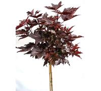 Érable à feuilles persistantes " Crimson sentry " Acer platanoides haute tige hauteur 125 - 150 cm