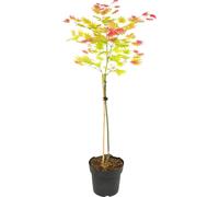 Érable du Japon - Acer palmatum 'Moonrise' - Hauteur 80-90cm - ⌀19cm