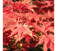 Érable du japon - acer palmatum 'osakazuki' - 60- 80 cm pot