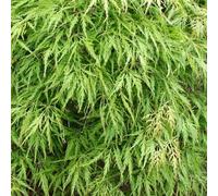 Érable du Japon 'Dissectum' (Acer palmatum 'Dissectum') | 50-60 cm en pot
