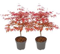 Érable du Japon - Set de 2 - Acer palmatum 'Beni Maiko' - H60-70cm - ⌀19cm